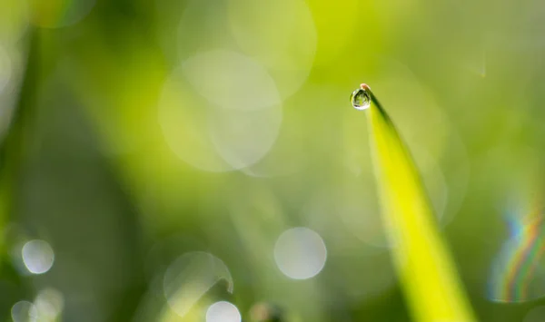 Drop of dew on the green grass — стоковое фото