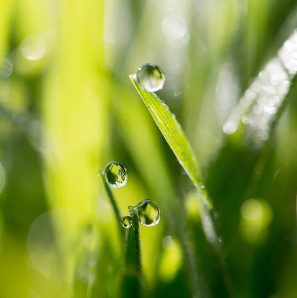 Droppar dagg på det gröna gräset — Stockfoto