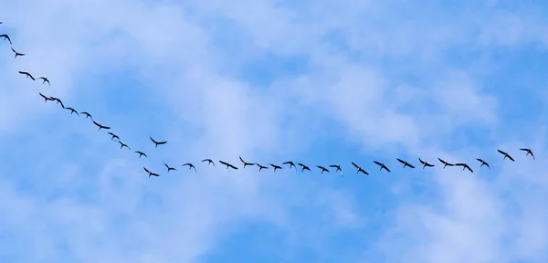 Bandada de cisnes volando contra un cielo azul en el sur — Foto de Stock