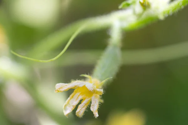 Schöne Gurke auf einem Busch in der Natur — Stockfoto