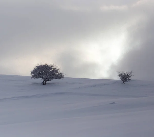 Träd i snön vid gryningen sol — Stockfoto