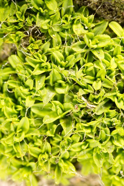 Muschio verde in natura. macro — Foto Stock