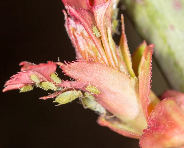 Grüne Blattläuse auf einem roten Blatt in der Natur. Makro — Stockfoto