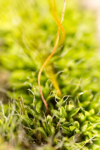 Musgo verde en la naturaleza. macro — Foto de Stock