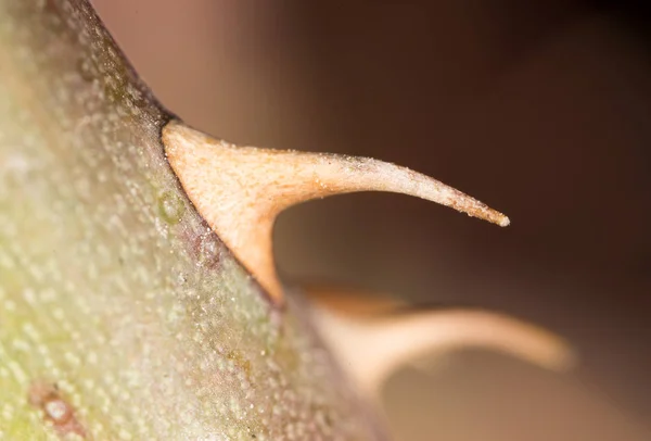 Thorns on a rose in nature. macro — Stock Photo, Image