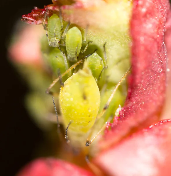 Green aphids on a red leaf in the nature. macro — Stock Photo, Image