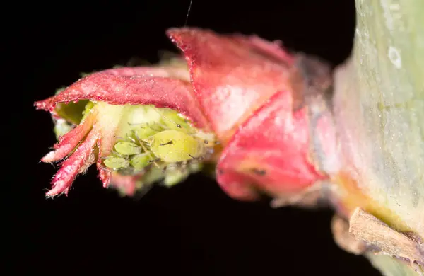 Zielone mszyce na czerwonym liściu w naturze. makro — Zdjęcie stockowe