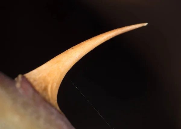 Espinas en una rosa en la naturaleza. macro — Foto de Stock