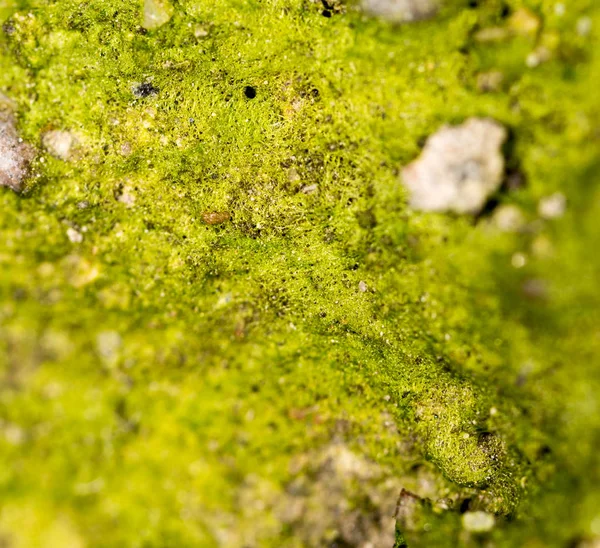 Musgo verde na natureza. macro — Fotografia de Stock