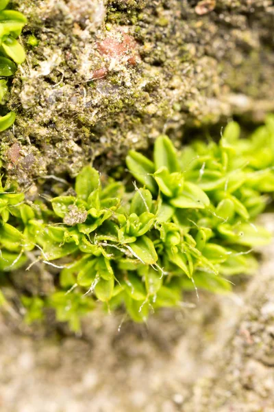 Musgo verde en la naturaleza. macro —  Fotos de Stock
