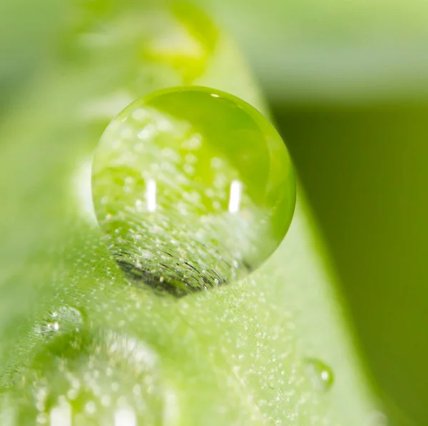 Water drops on the fresh green shoot. Super Macro — Stock Photo, Image