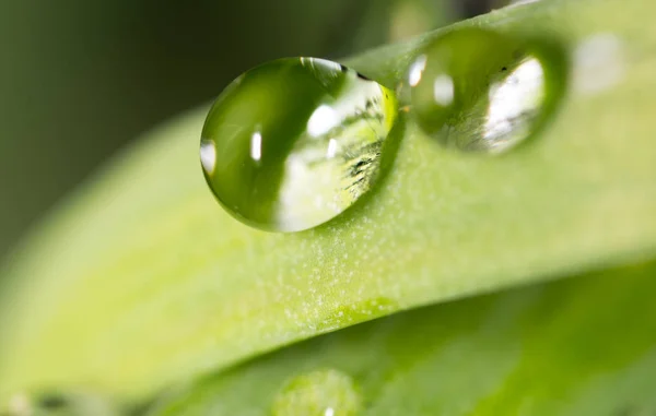 Gocce d'acqua sul germoglio verde fresco. Super Macro — Foto Stock