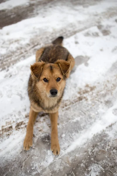Portrait de chien en plein air en hiver — Photo