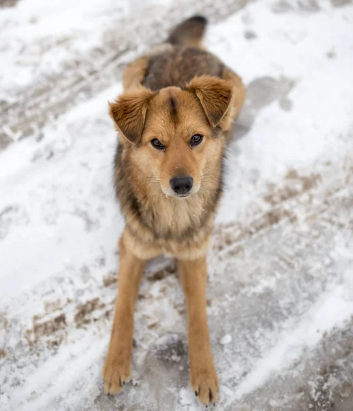 Ritratto del cane all'aperto in inverno — Foto Stock