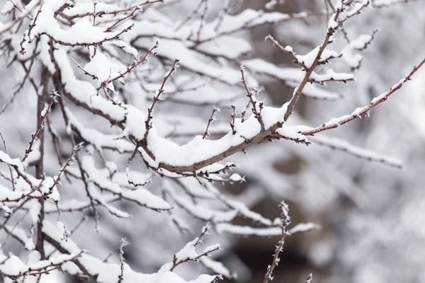 A fa a természet hó — Stock Fotó