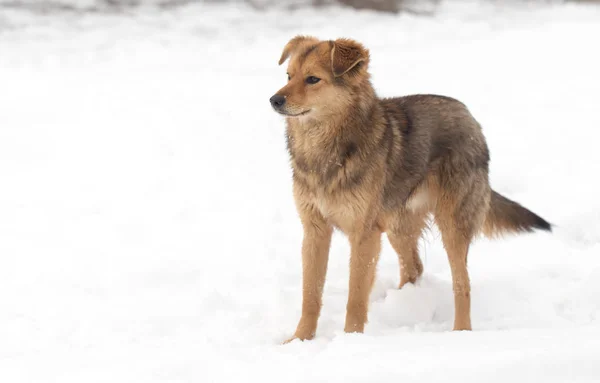 Ritratto del cane all'aperto in inverno — Foto Stock