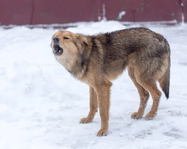 Cane che abbaia all'aperto in inverno — Foto Stock