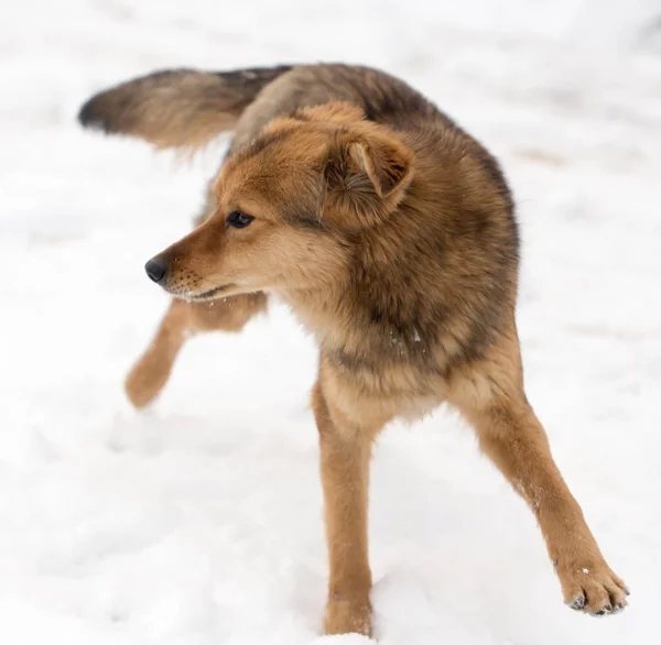 Kışın açık havada çalışan köpek — Stok fotoğraf