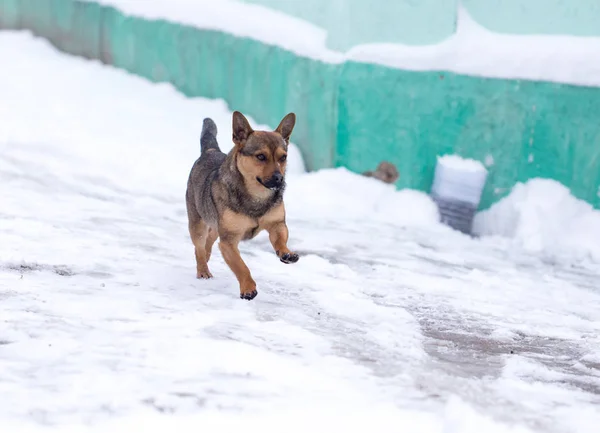 Hond buiten lopen in de winter — Stockfoto