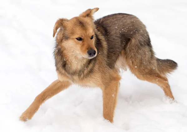 Kışın açık havada çalışan köpek — Stok fotoğraf