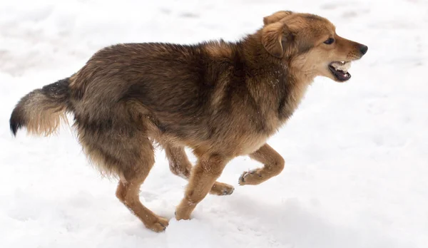 Cane che corre all'aperto in inverno — Foto Stock