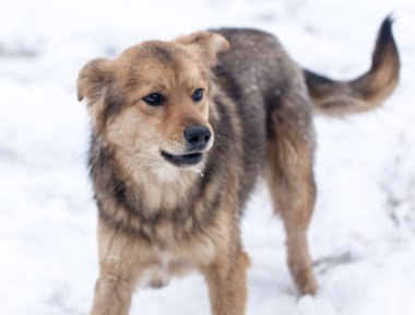 köpek portre Kışın açık havada