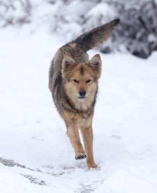 Kışın açık havada çalışan köpek