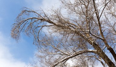 Ağaçta kar var Mavi Gökyüzüne karşı