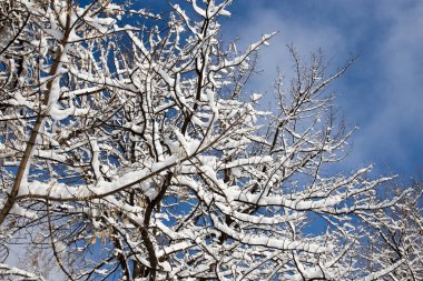 Ağaçta kar var Mavi Gökyüzüne karşı