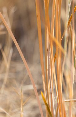 Doğa sonbaharda sarı sazlık