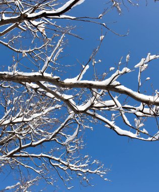 Ağaçta kar var Mavi Gökyüzüne karşı