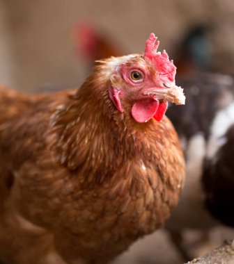 Doğadaki bir çiftlikte kırmızı tavuk