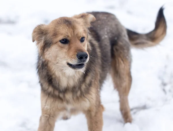 Portret van de hond buiten in de winter — Stockfoto