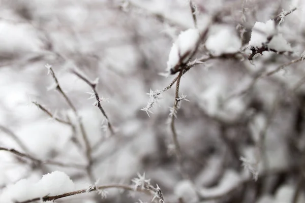 Snö på trädet i naturen — Stockfoto