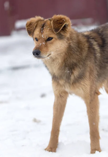 Ritratto del cane all'aperto in inverno — Foto Stock