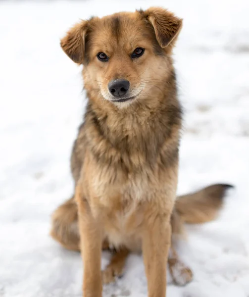 Ritratto del cane all'aperto in inverno — Foto Stock