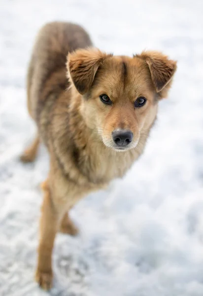 Dog portrait outdoors in winter — Stock Photo, Image