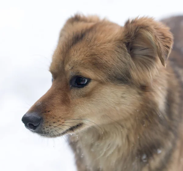 Πορτραίτο σκύλου σε εξωτερικούς χώρους το χειμώνα — Φωτογραφία Αρχείου