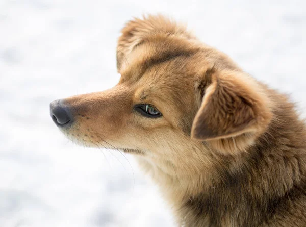 Köpek portre Kışın açık havada — Stok fotoğraf