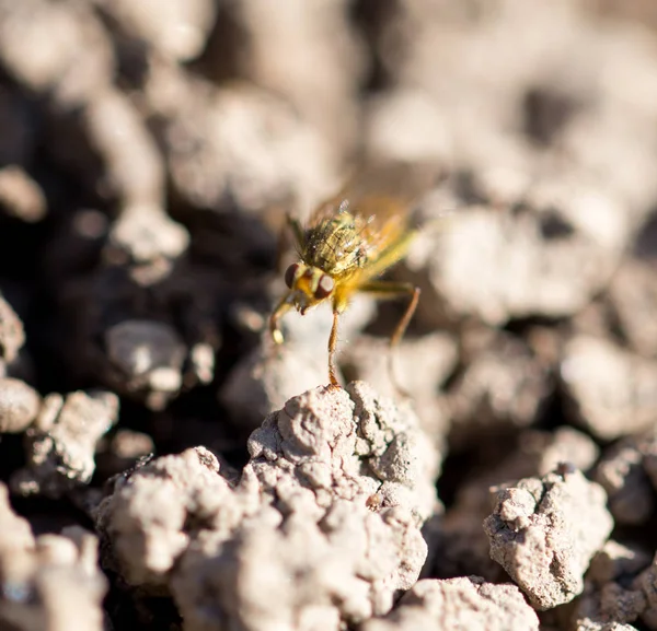 Fly on the ground. macro — Stock Photo, Image