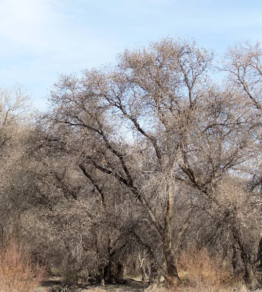 Branches d'arbres sans feuilles contre le ciel bleu — Photo