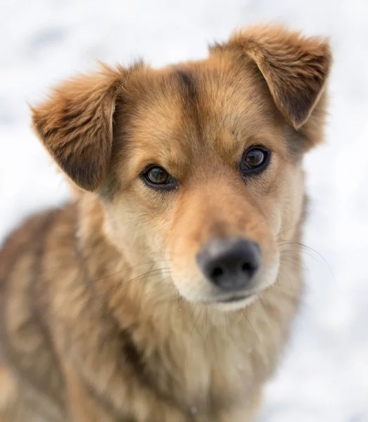 Kutya portré, szabadban, télen — Stock Fotó