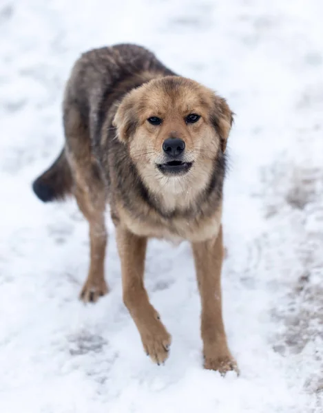 Cane che abbaia all'aperto in inverno — Foto Stock