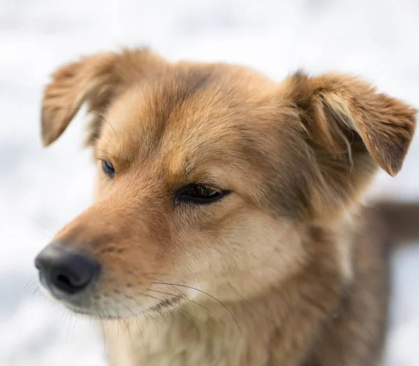 Köpek portre Kışın açık havada — Stok fotoğraf
