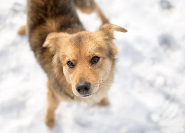 Ritratto del cane all'aperto in inverno — Foto Stock