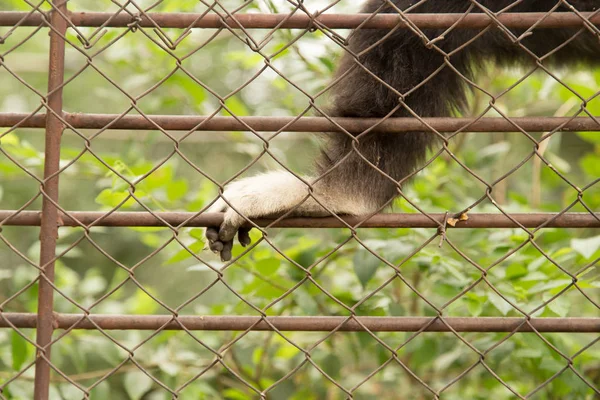 Mono pata en una jaula en el zoológico — Foto de Stock