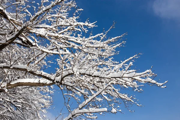 Neve sull'albero contro il cielo blu — Foto Stock