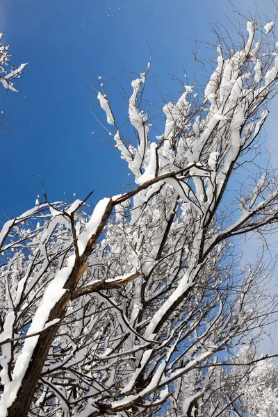 Neve sull'albero contro il cielo blu — Foto Stock