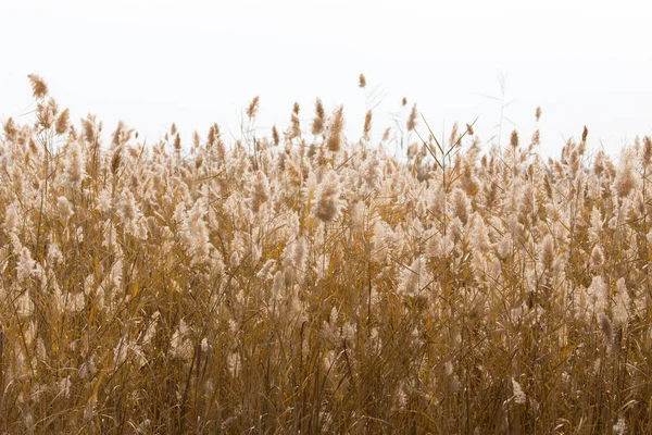 Gele riet in de natuur in de herfst — Stockfoto