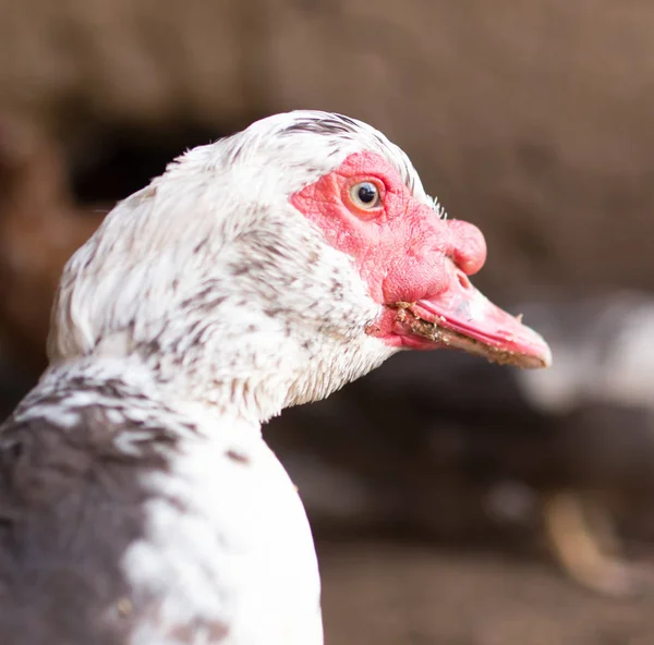 Oca in fattoria, Campeggio — Foto Stock